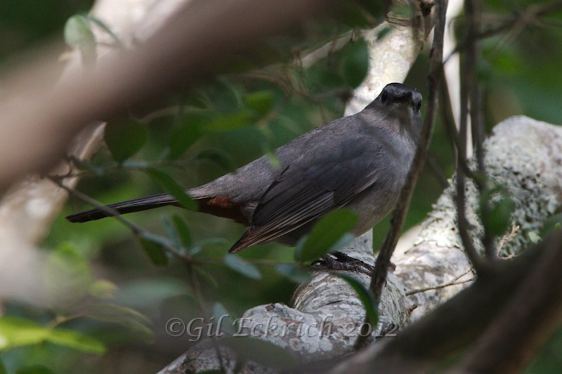 Gray Catbird 2012-05-05.jpg